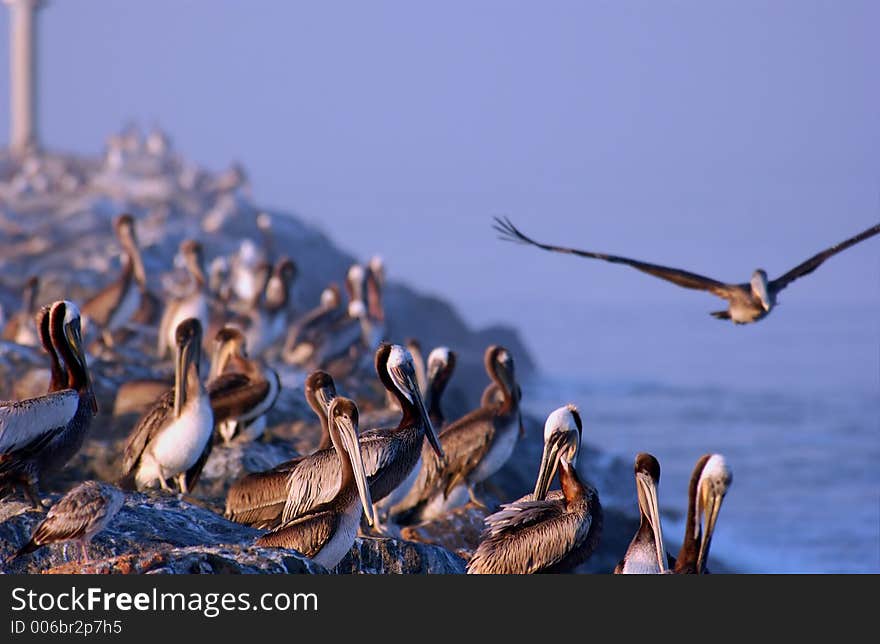 Pelicans on the rocks