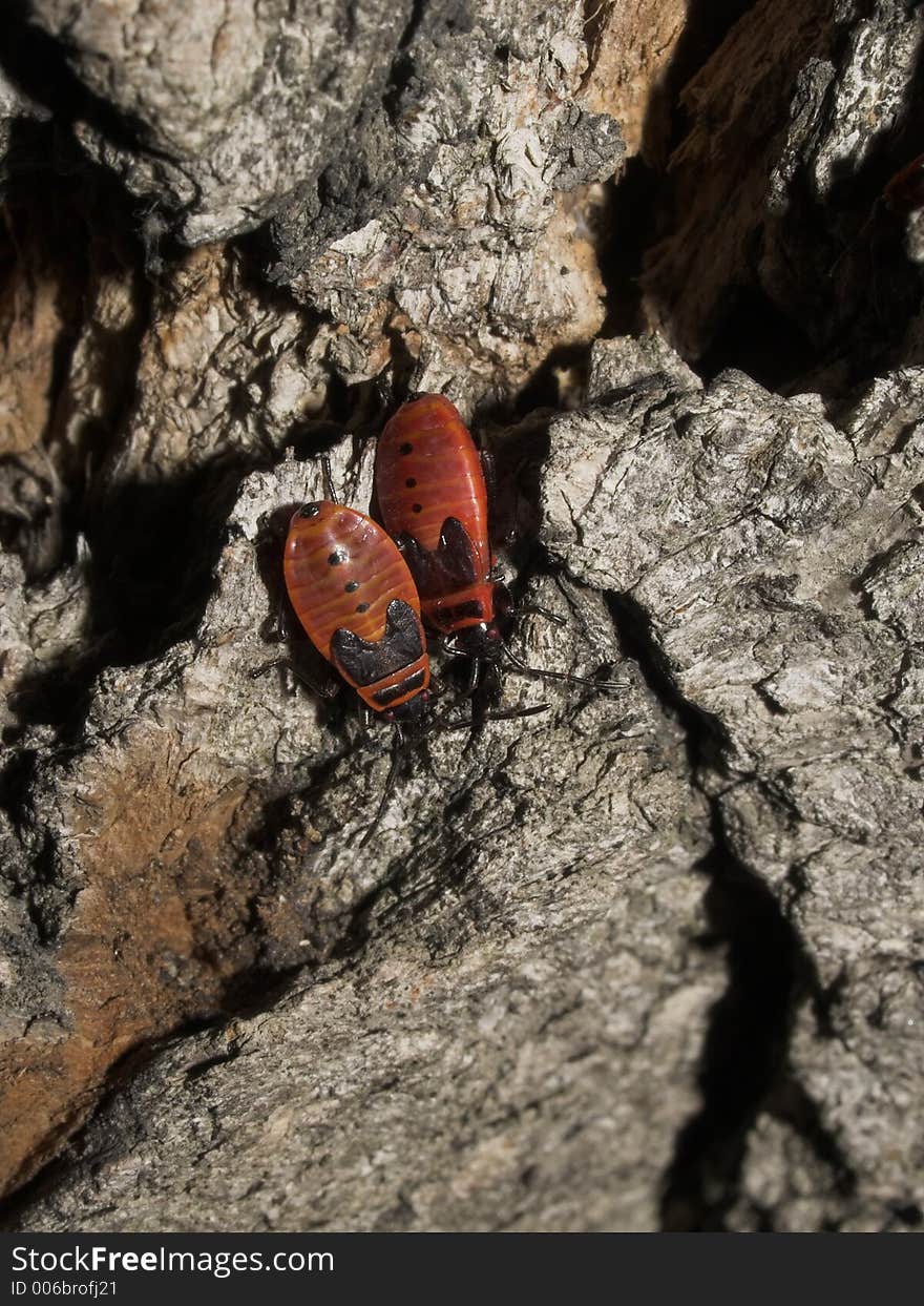 Milkweed Bugs on a Tree