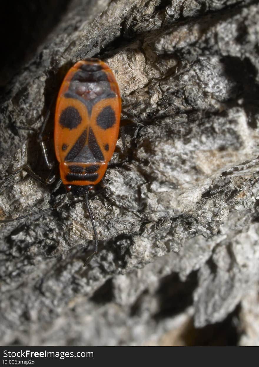 Milkweed Bug on a tree bark 02