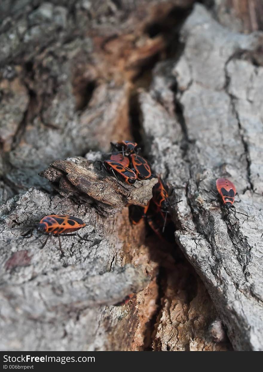 Milkweed Bug Colony on a Tree