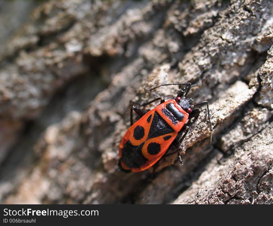 Milkweed Bug on a tree bark 03