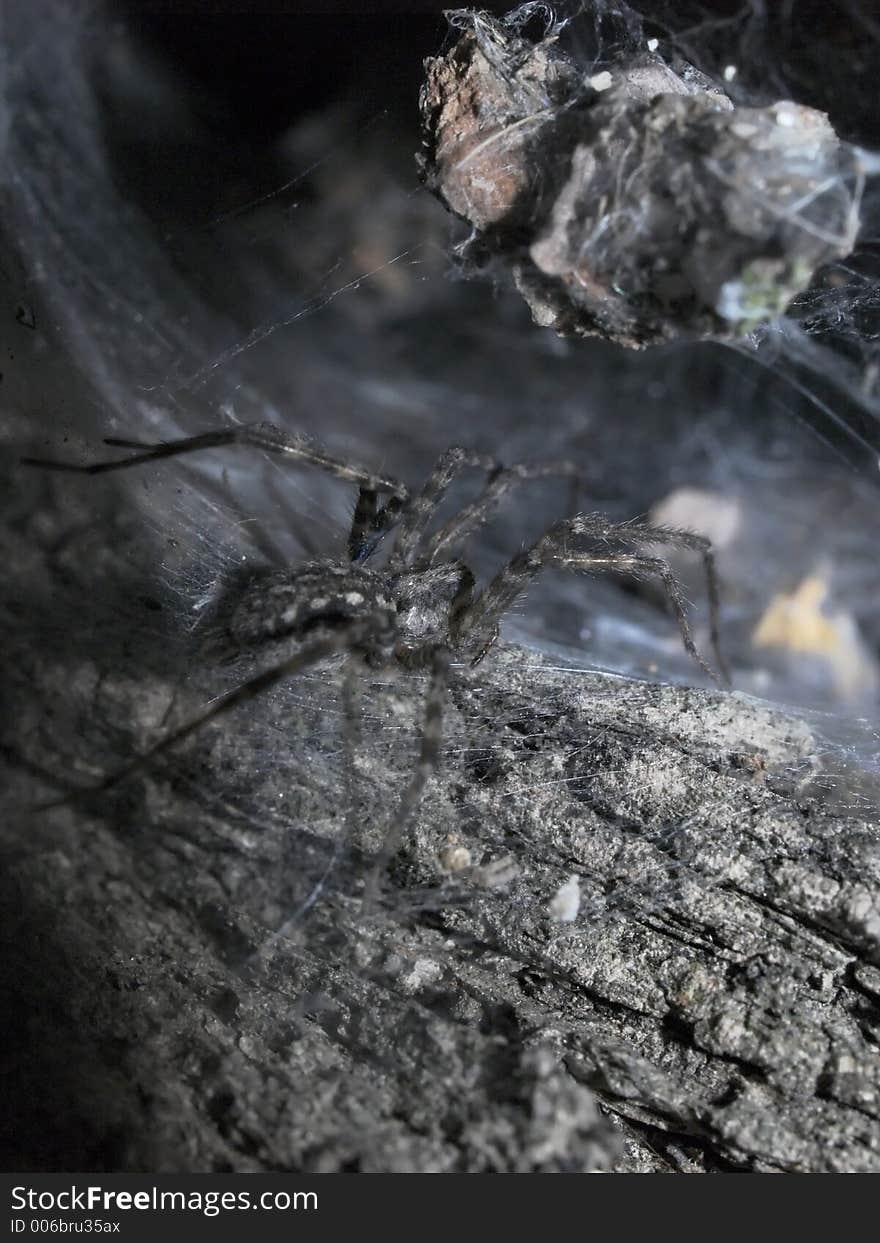 Creepy spider lurking inside of old tree. Creepy spider lurking inside of old tree.