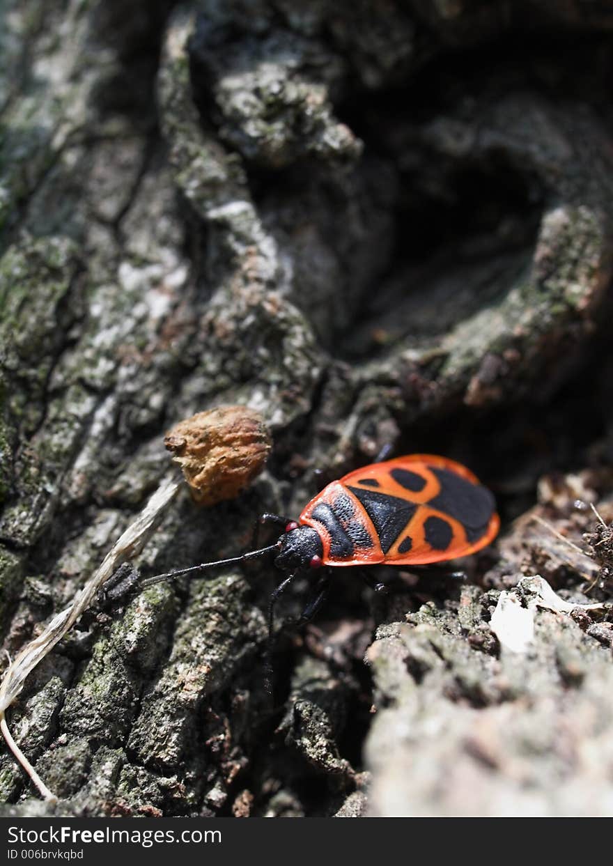 Milkweed Bug on a tree bark 04