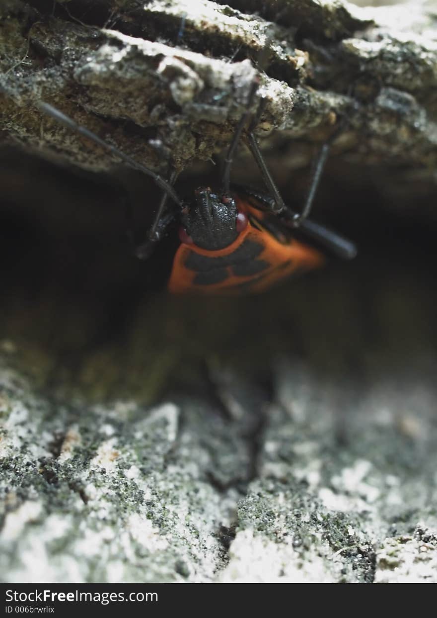 Milkweed bug crawling out of his tree bark shelter. Milkweed bug crawling out of his tree bark shelter.