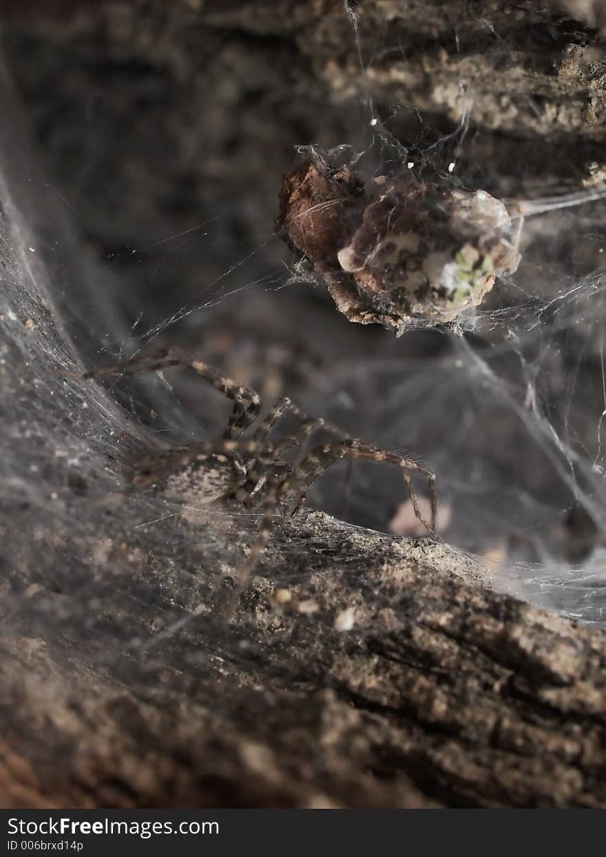 Creepy spider lurking inside of old tree. Creepy spider lurking inside of old tree.