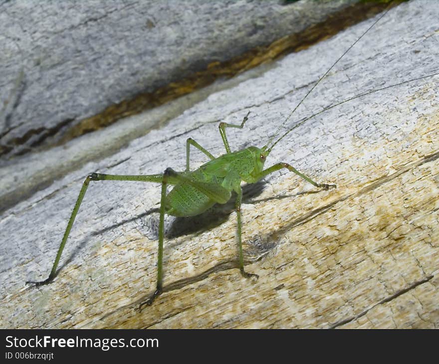 Green Grasshopper On An Old Tree.