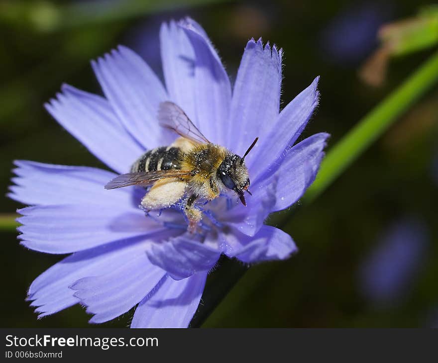 Very beautiful bee covered in flower juice. Very beautiful bee covered in flower juice.