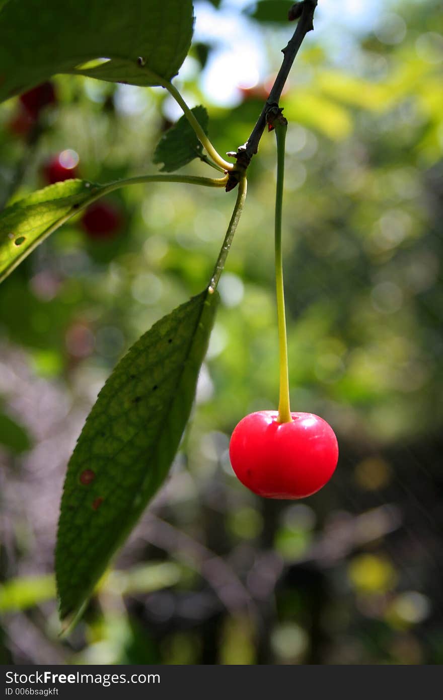 Cherry on tree