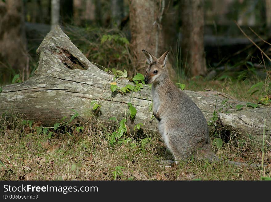 Young wild wallaby. Young wild wallaby