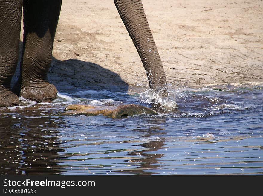 elephant trunk by water hole; zoo berlin; summer 2006. elephant trunk by water hole; zoo berlin; summer 2006