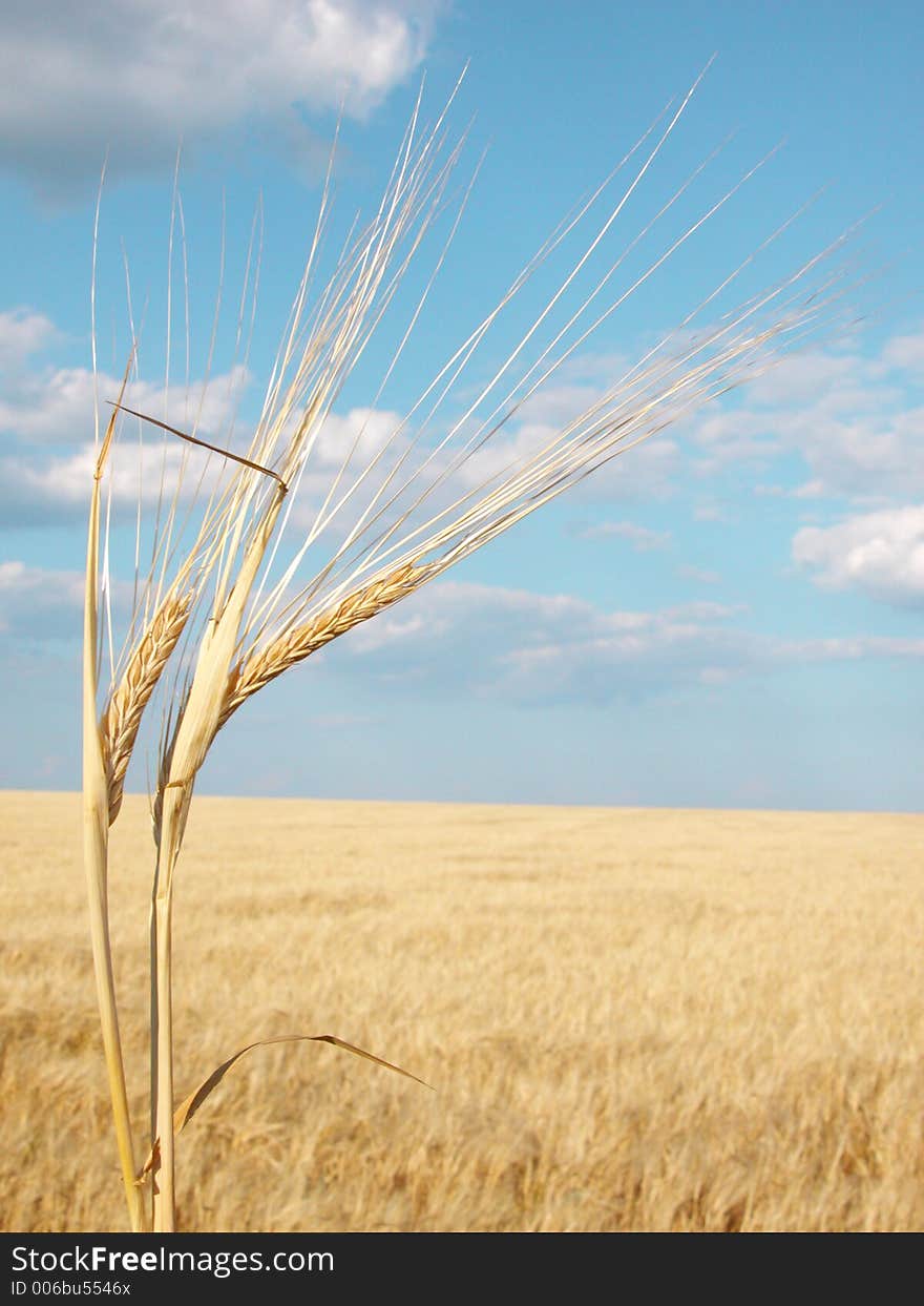 Ear of wheat. Ear of wheat