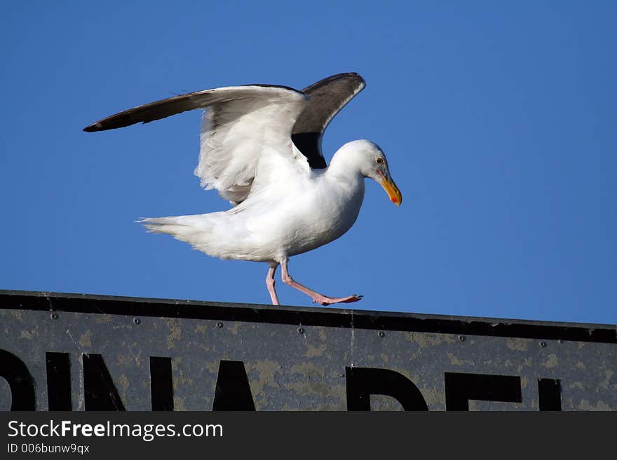 Seagull at takeoff from a marina del rey sign. Seagull at takeoff from a marina del rey sign