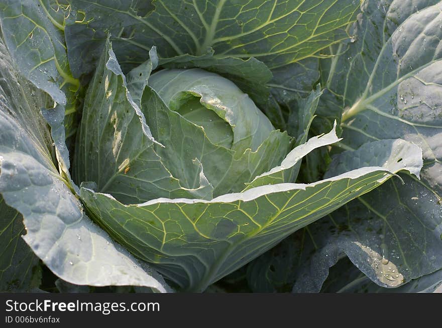 Dew On The Cabbage