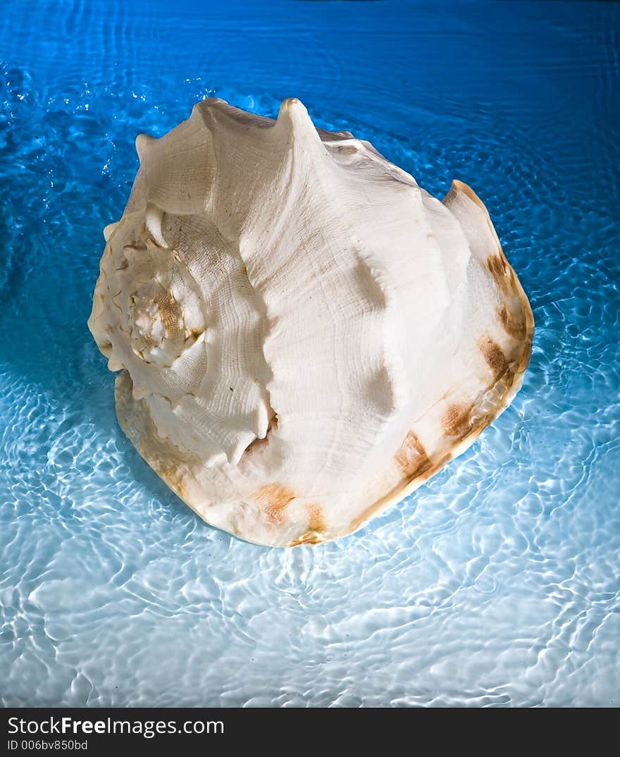 Shell and blue water