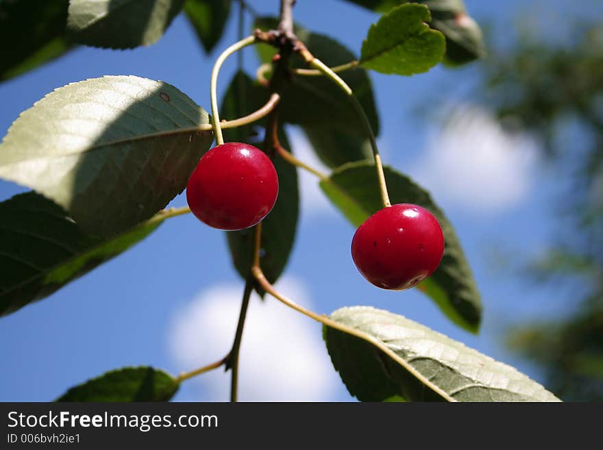 Cherry on tree