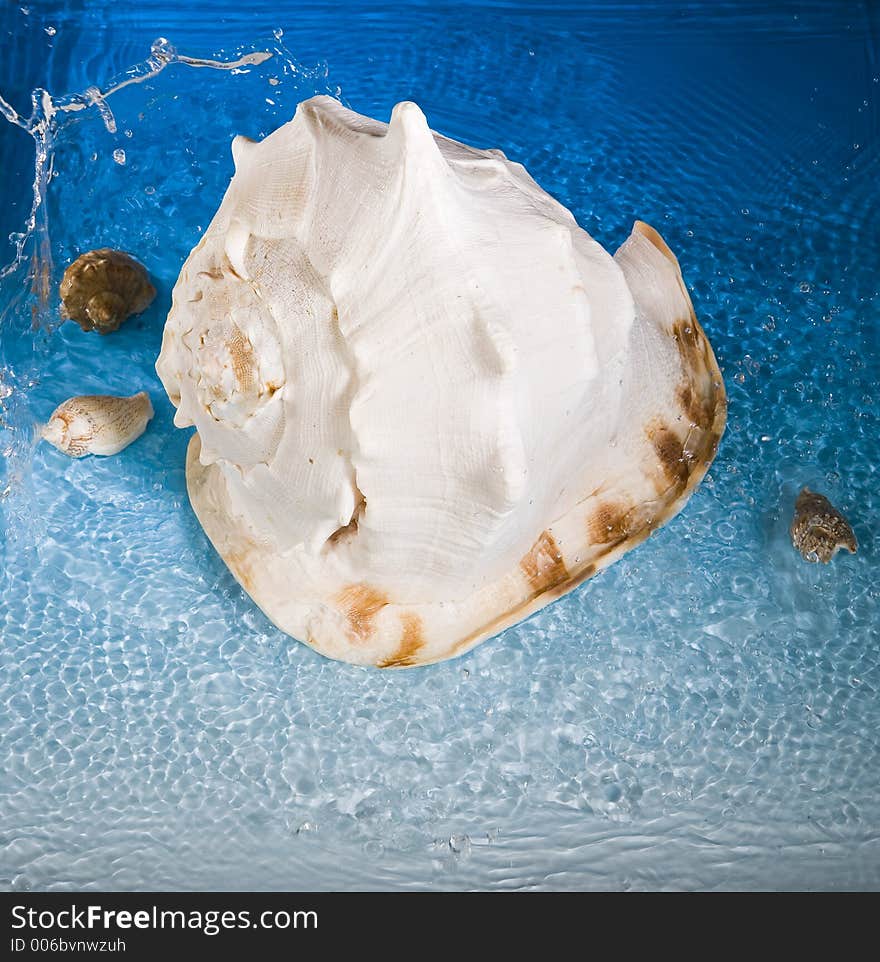 Shell and blue water