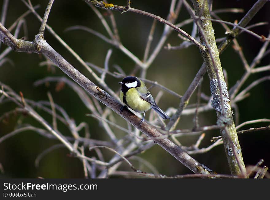 Tit Bird Sitting On A Branch