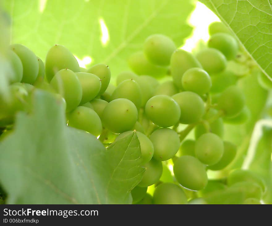 Winograpes05