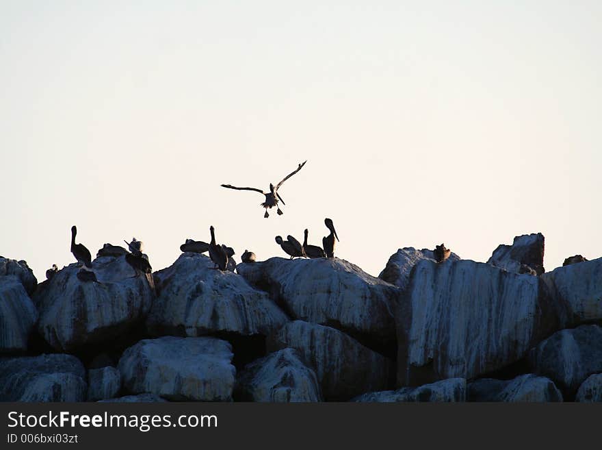 Pelican at landing on a rock bar