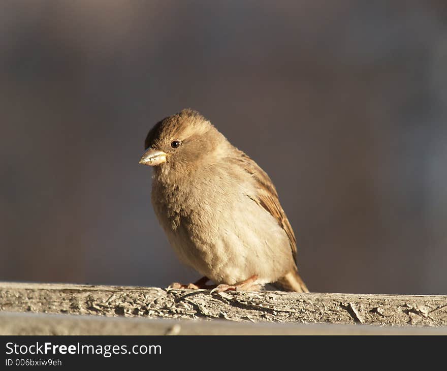 Young sparrow at sunset