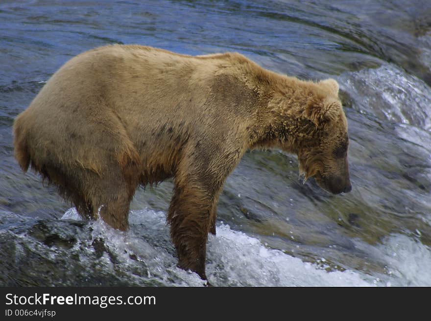 Little Brown Bear Fishing