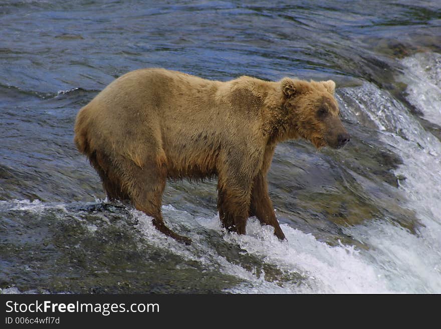 Young Bear Fishing