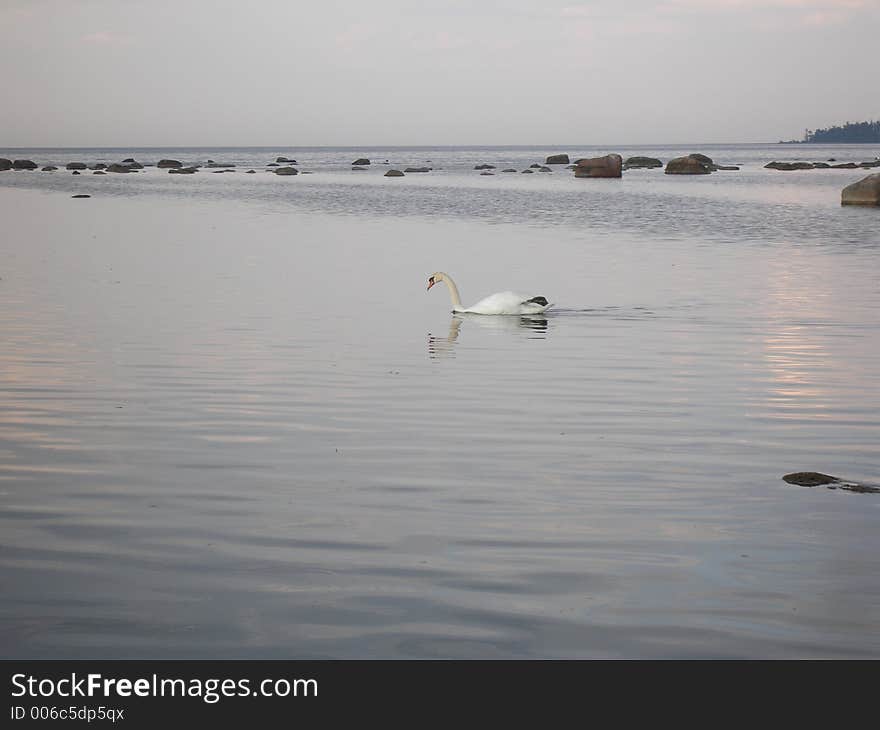 Quiet evening with a swan