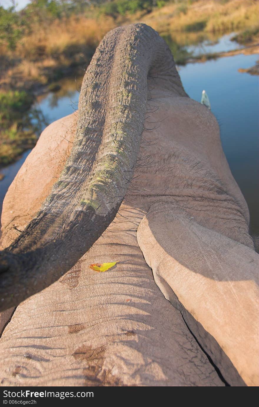 Angled above view of elephant extending its trunk over its back. Angled above view of elephant extending its trunk over its back