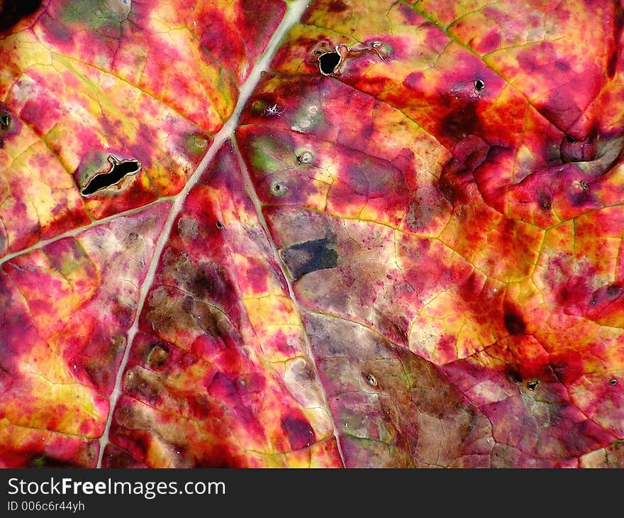 Close-up of a mottled rhubarb leaf