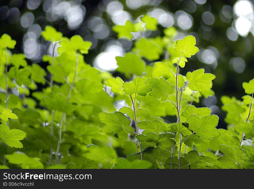 Illuminated leaves with a darker trees behind, very selective focus using large apeture lens. Illuminated leaves with a darker trees behind, very selective focus using large apeture lens