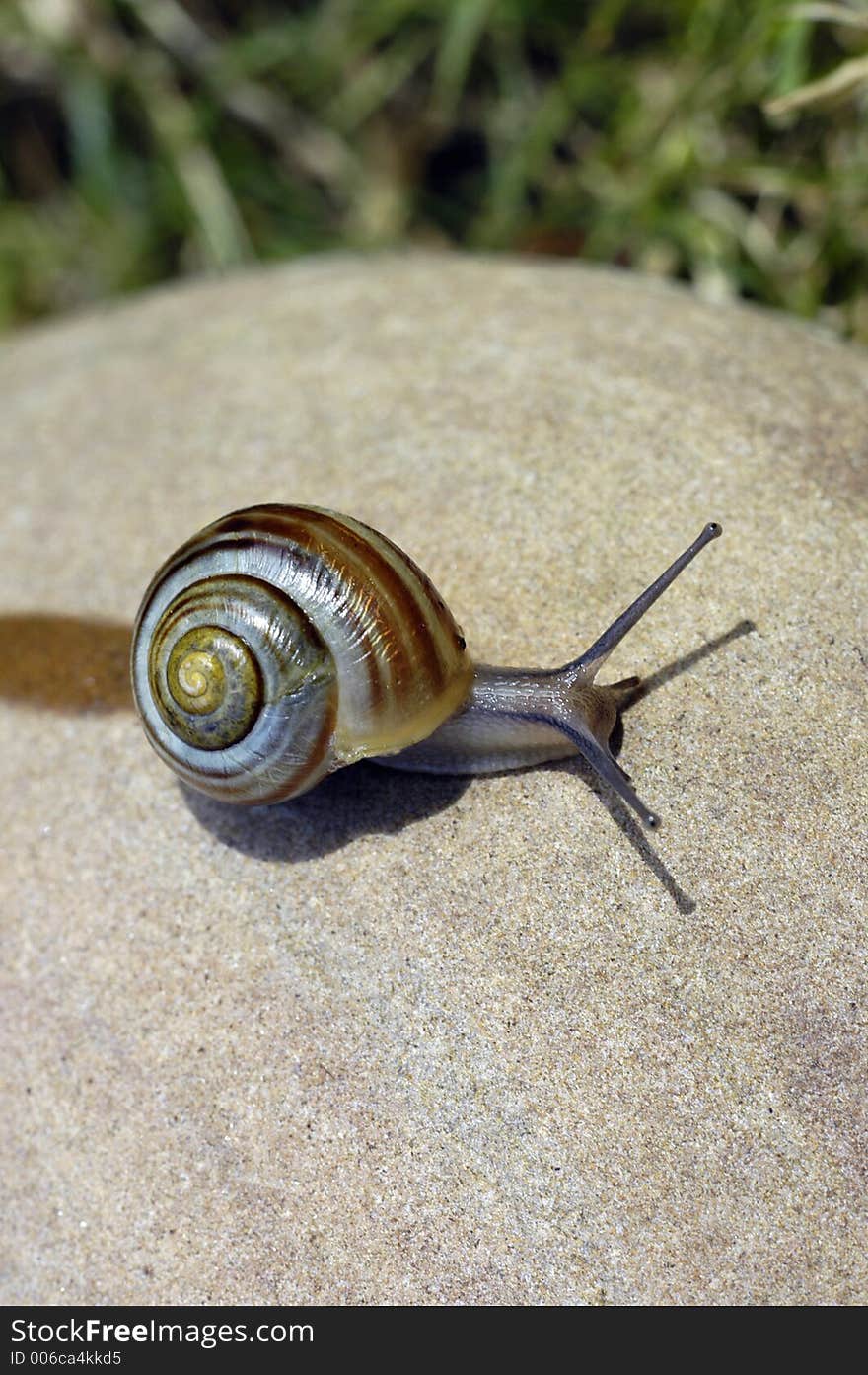 Snail On Rock