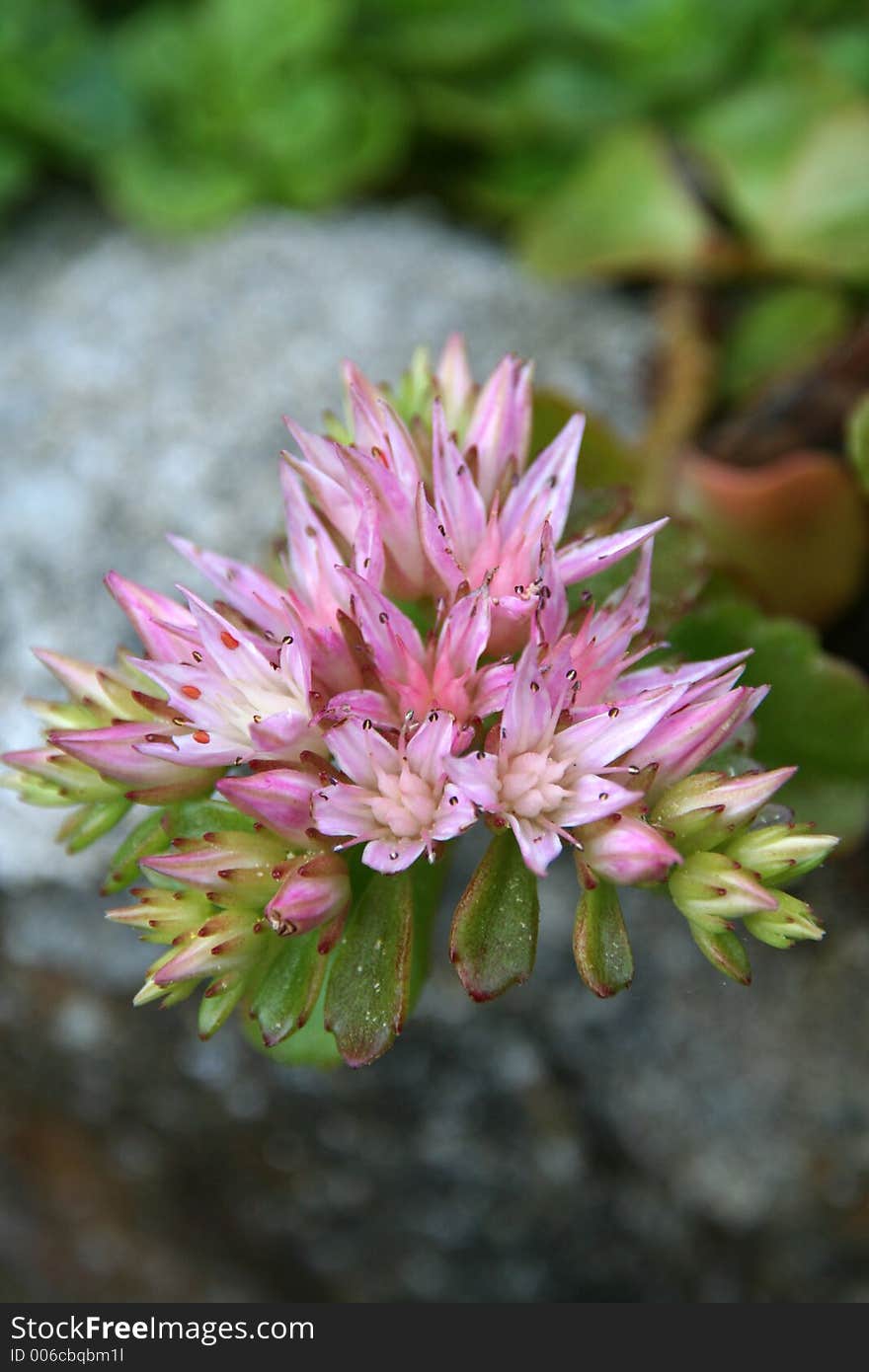 Pink flower