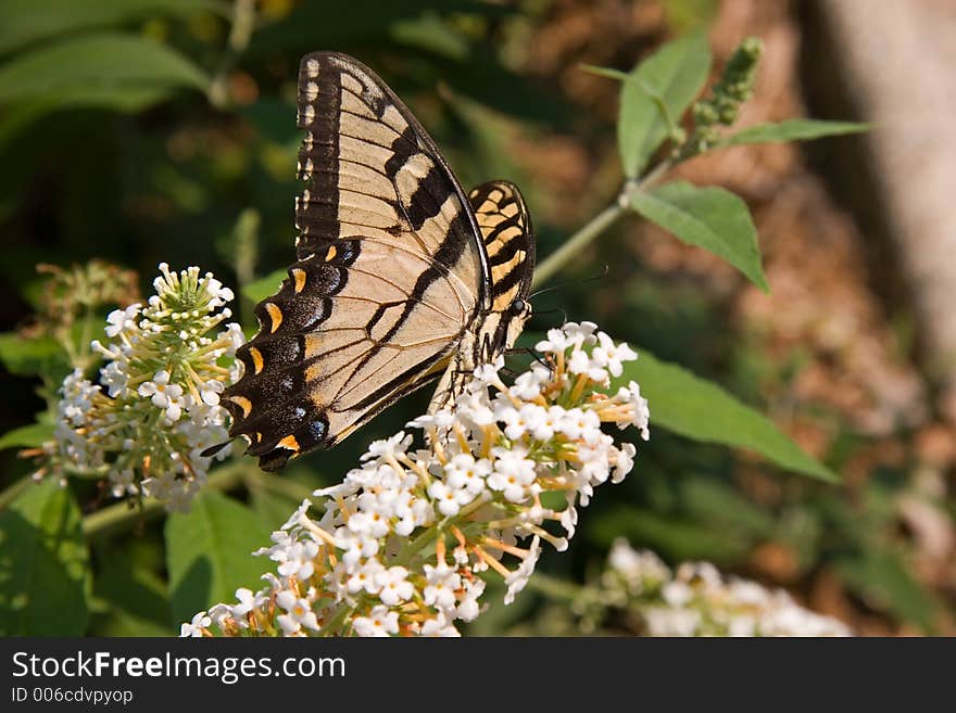 Side View of Swallowtail Butterfly. Side View of Swallowtail Butterfly