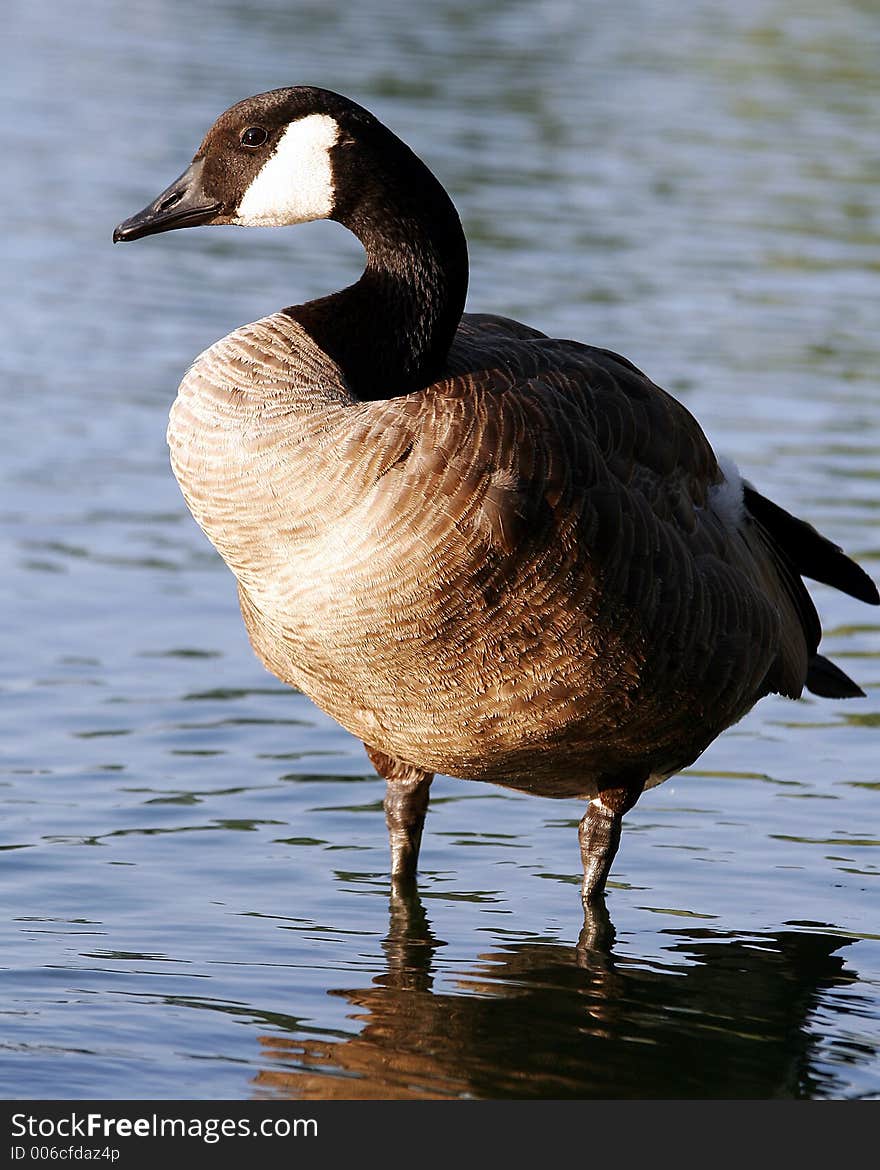 Canadian Goose Profile Sentry wading