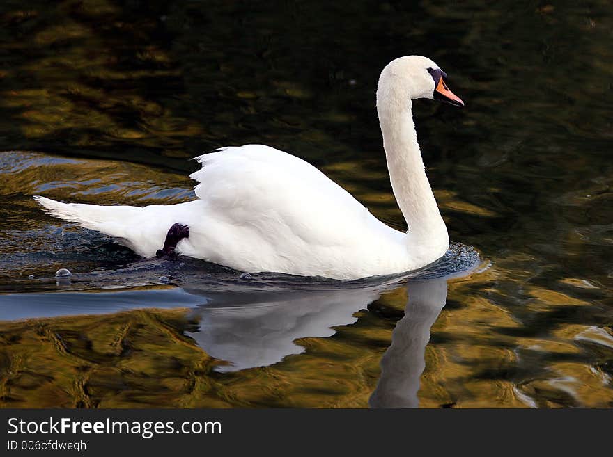 Swan Profile Swimming autumn