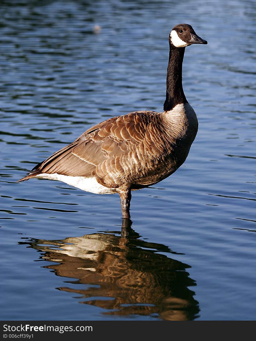 Canadian Goose Profile Sentry wading