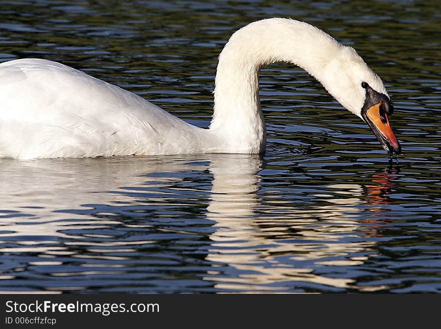 Swan Profile Swimming autumn