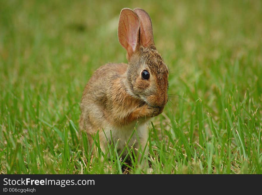 Few weeks old bunny is out to find food for himself.