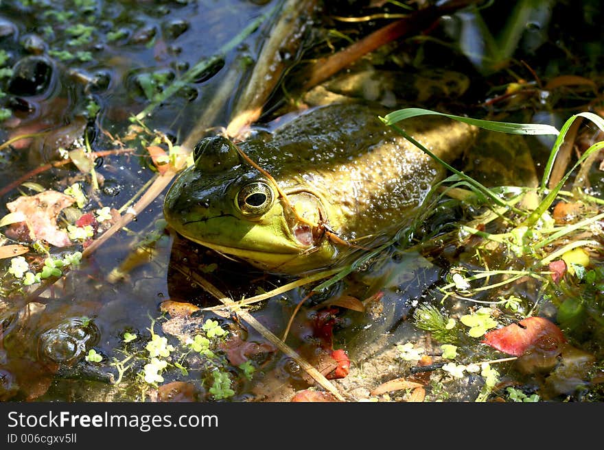 Bullfrog in the water.