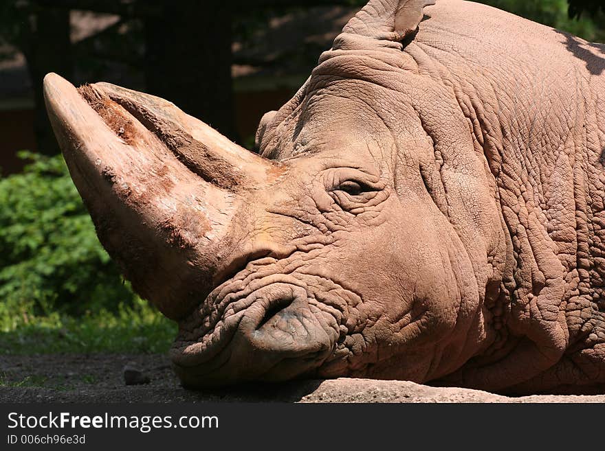 Sleepy Rhino Portrait