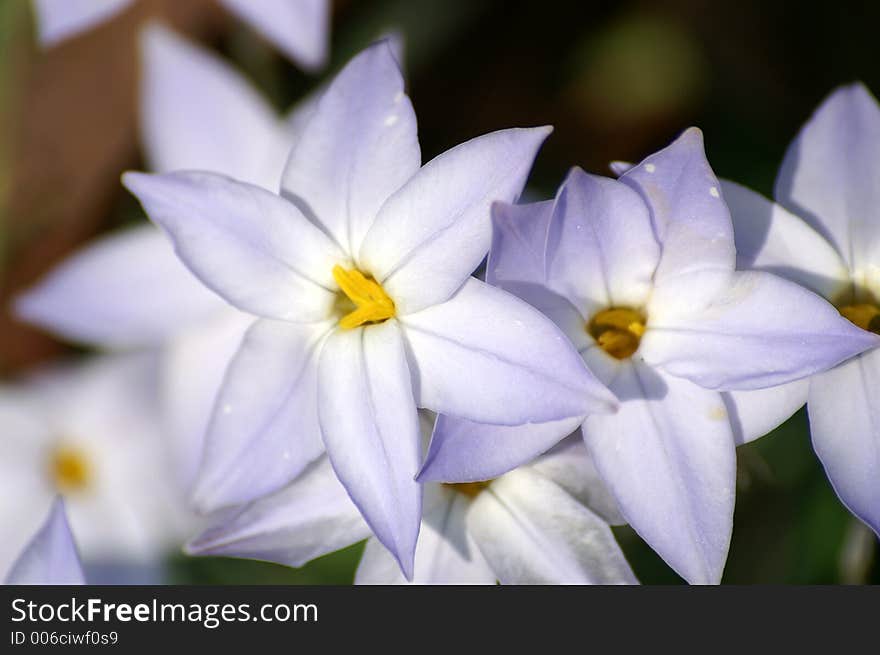 Blue Star Flowers