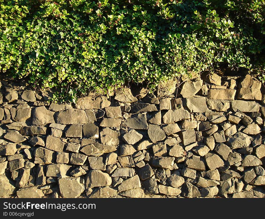 Ivy against rock wall backround