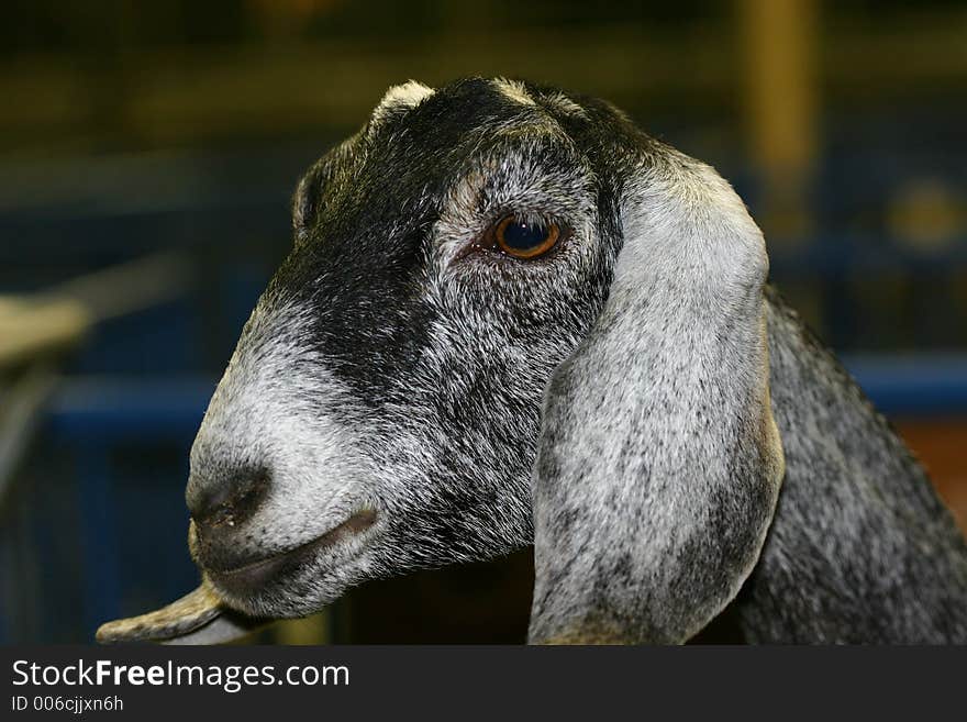 A nubian goat