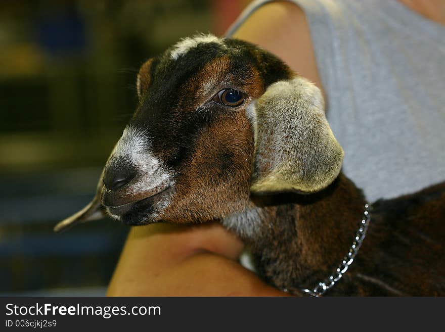 A young nubian goat