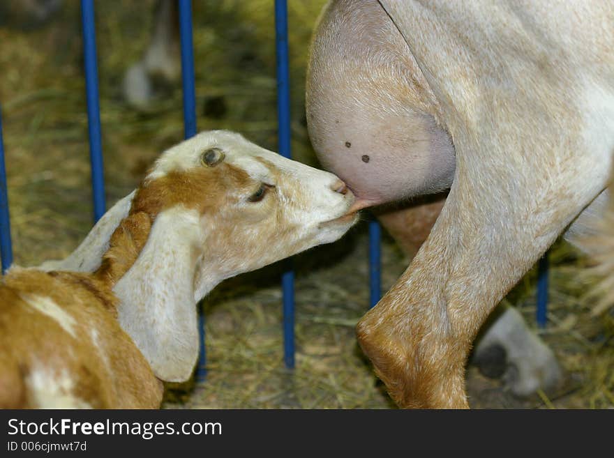 A young goat, kid, nursing