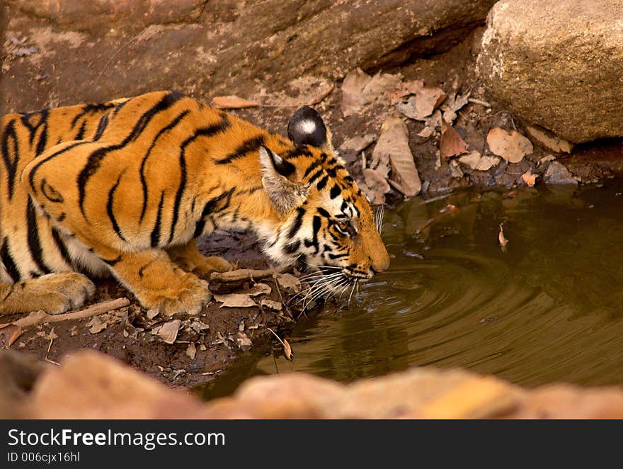 This tigress is shot in one summer eveningon a waterhole called zurzura in Bandhavgadh N.P. of India. This tigress is shot in one summer eveningon a waterhole called zurzura in Bandhavgadh N.P. of India