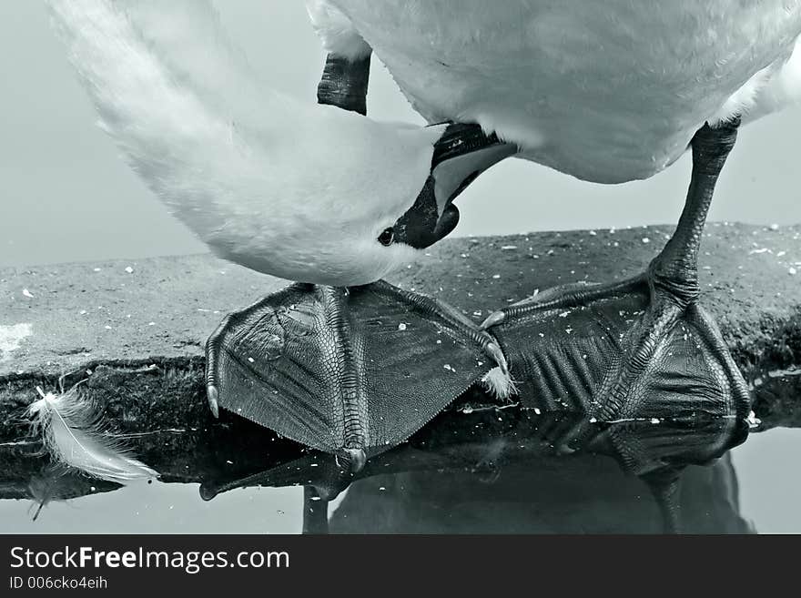 Swan Cleans Feathers