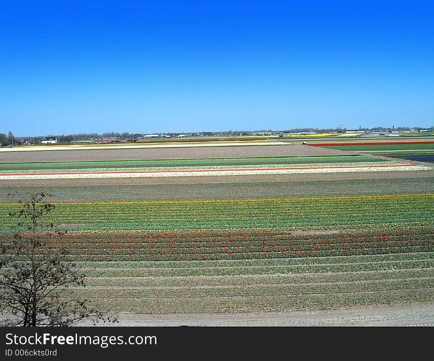 Dutch flower crops in spring