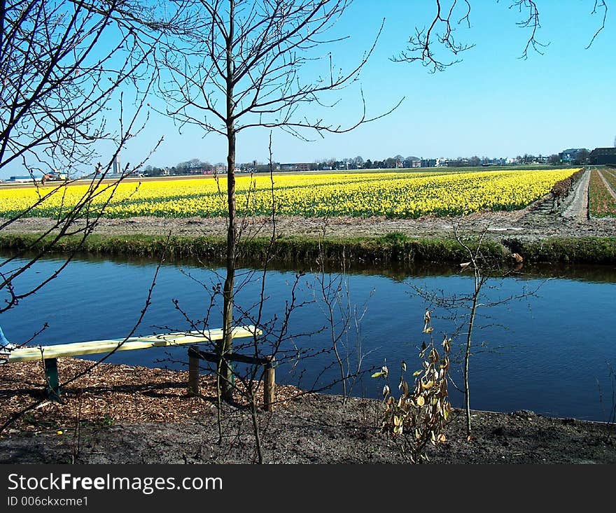 Landscape with yellow tulips. Landscape with yellow tulips