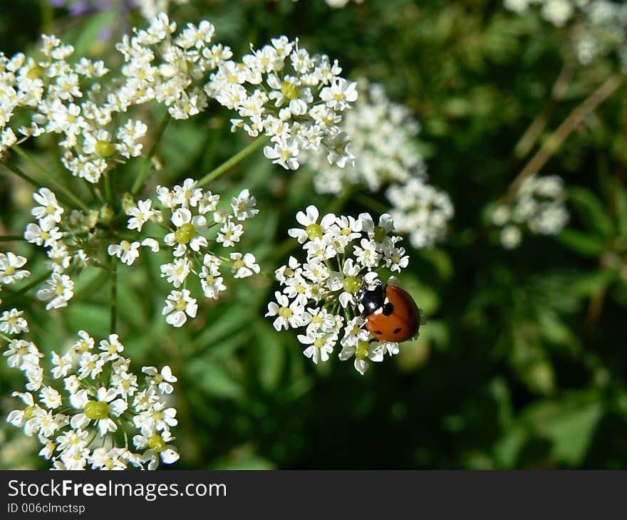 Ladybird in grass, flowers